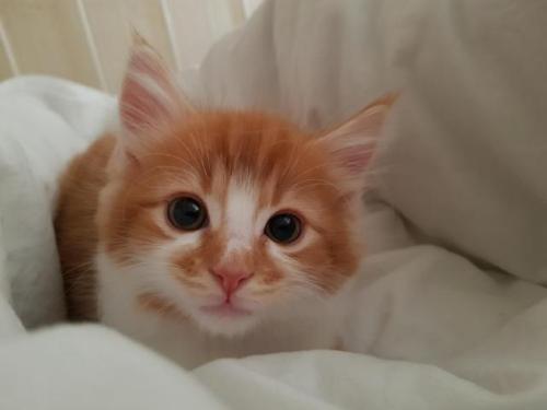 cutekittensarefun:Reddit meet Gizmo