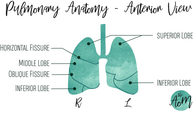 The-Art-Of-Medicine — The Respiratory System
