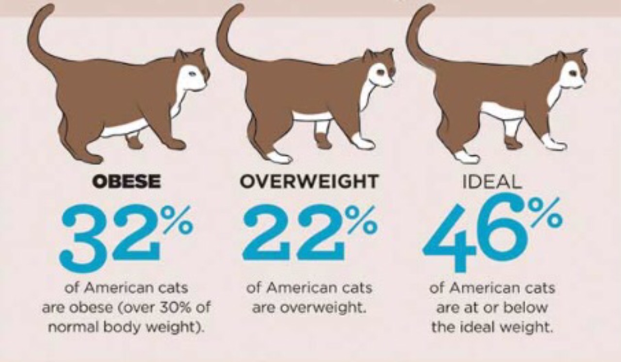 Wonder what to do about your overweight cat?... Vet Trek The Fauna