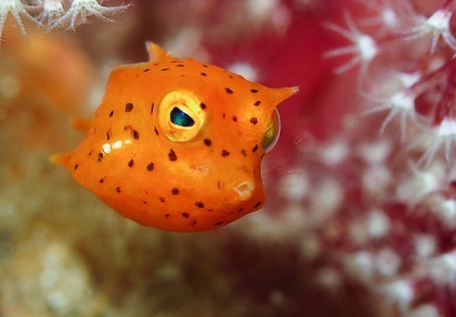sea creatures fish thornback cowfish my posts