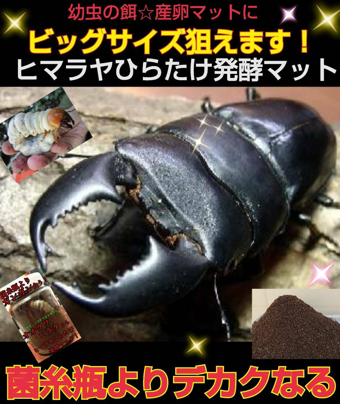 クワガタ幼虫が巨大化します！ヒマラヤひらたけ発酵マット！菌糸