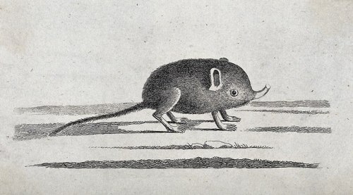 gaussrifle:devilduck:Etching of an elephant shrew with a small...