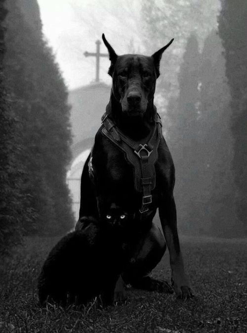 doberman pinscher on Tumblr