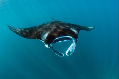 reef manta ray