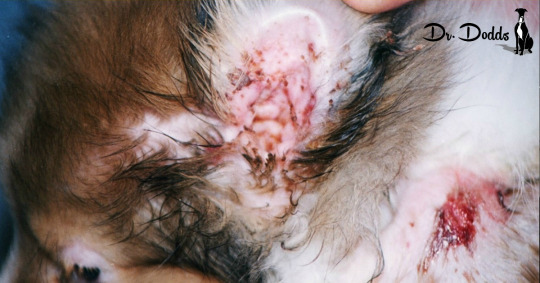 Vaccine Issues & WSAVA Guidelines 2015-2017 | W. Jean Dodds, DVM