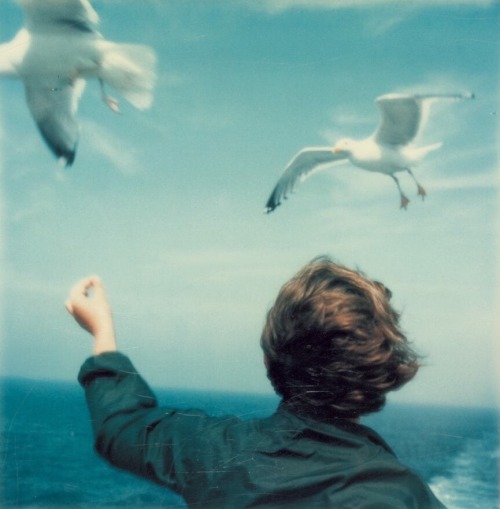 infected:Seagulls and Boy, polaroid by Peter Jones