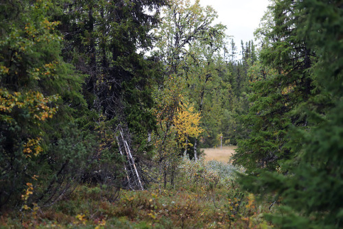 michaelnordeman:Edsåsdalen in Jämtland, Sweden.