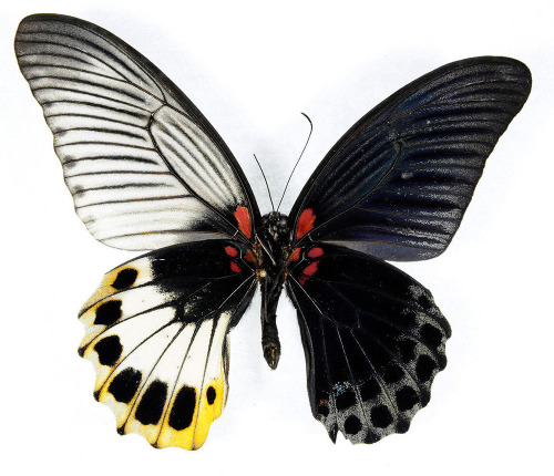 perfictionism:Genetic Anomaly Results in Butterflies with Male...