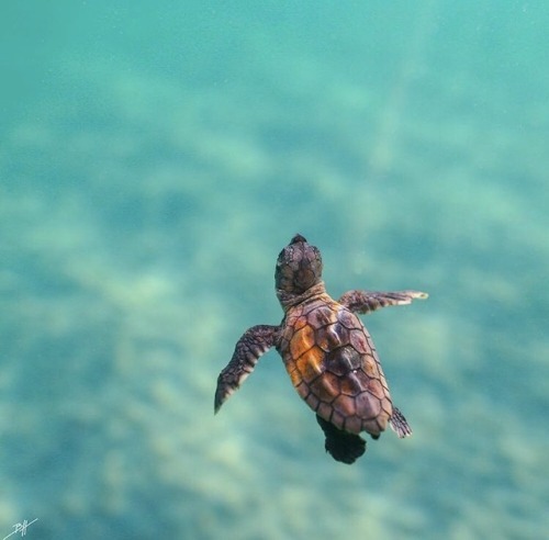 Turtles | Tumblr