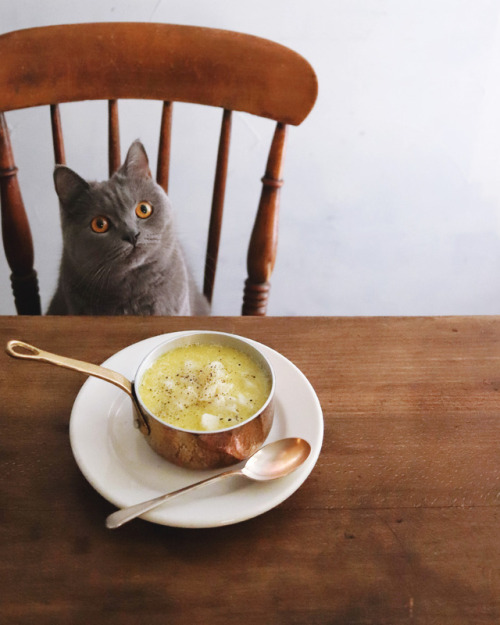 higuccini:Potato Soup & Cat