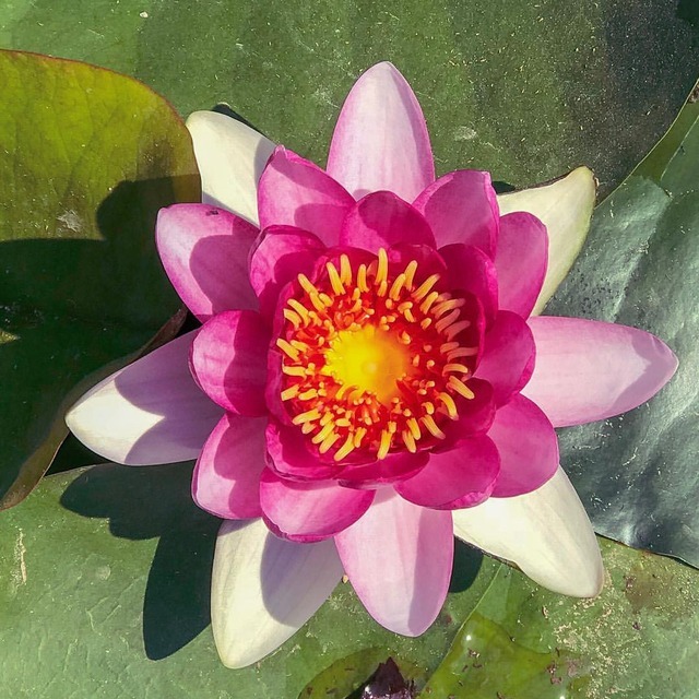 Pretty Inspirations — The Lotus Flower as a symbol of the