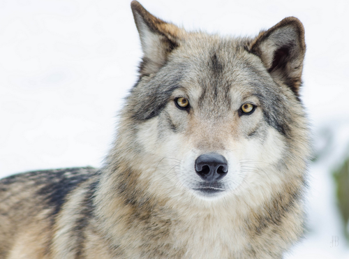 wolveswolves:
“ By Jan Dierkes
”