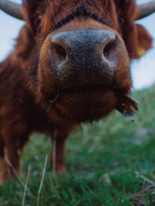 klaascows