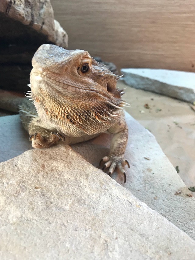 How 2 Train Your (Bearded) Dragon