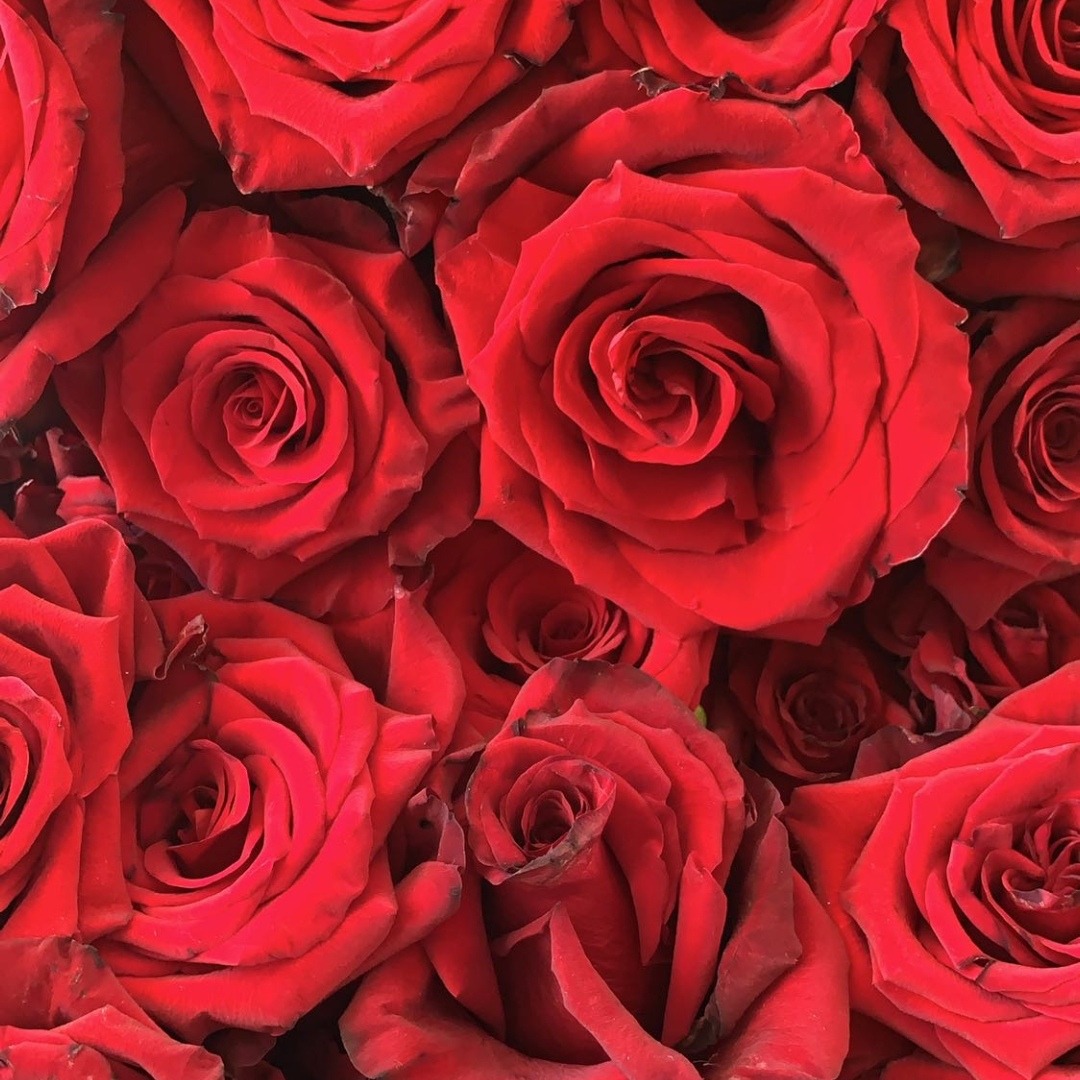 Featured image of post Rose Tumblr Red Aesthetic Wallpaper / From rose wallpaper aesthetic to beautiful valentine&#039;s day rose wallpapers and rose wallpaper photography.