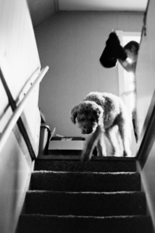 film 35mm kodak tri-x 400 nikon fe home develop rodinal kodak film labradoodle home