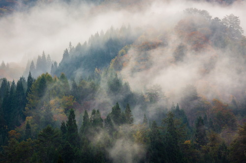 banshy:Morning Mist // Joao Maia