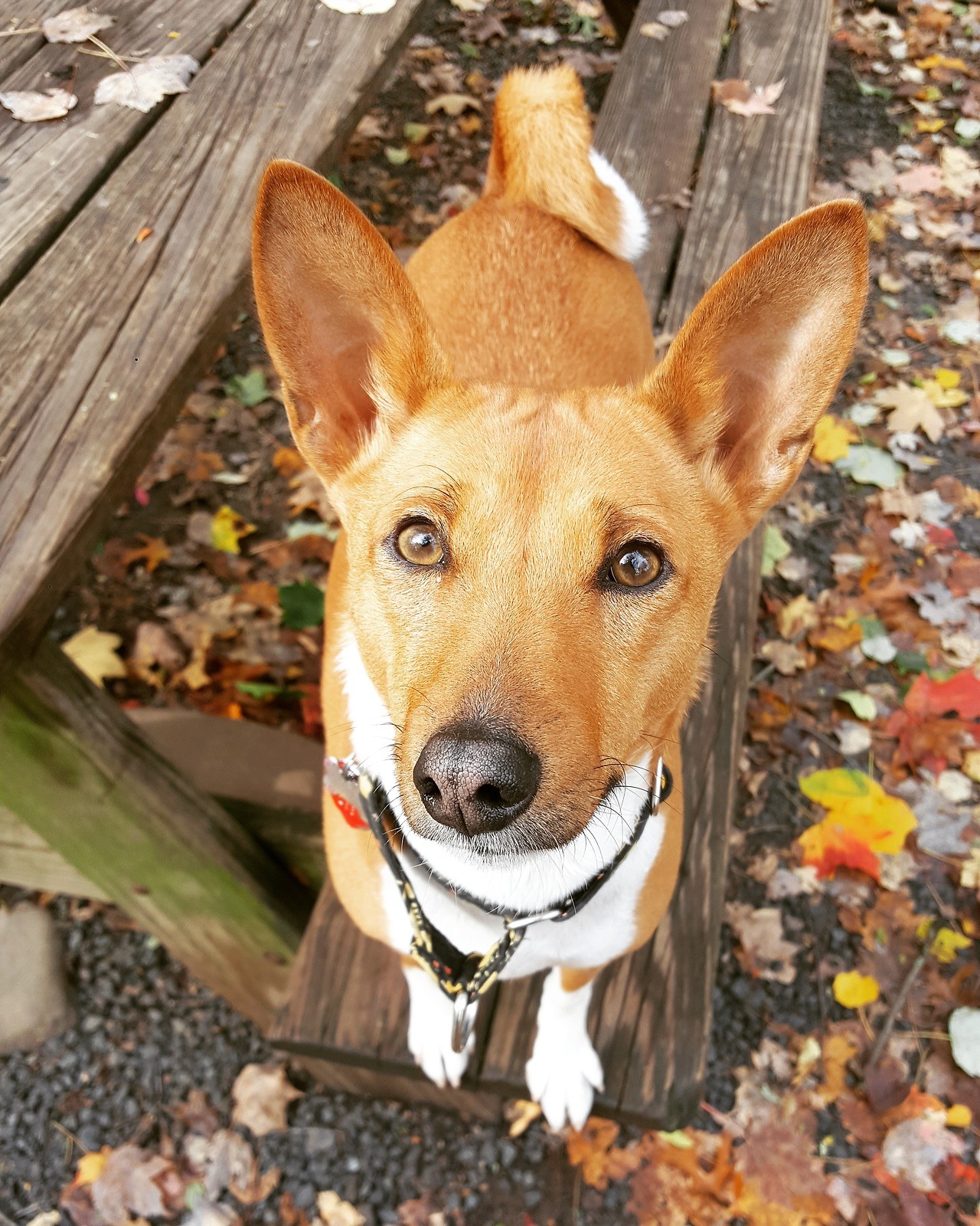 Two Barkless Hounds — The picnic tables are for dogs only.