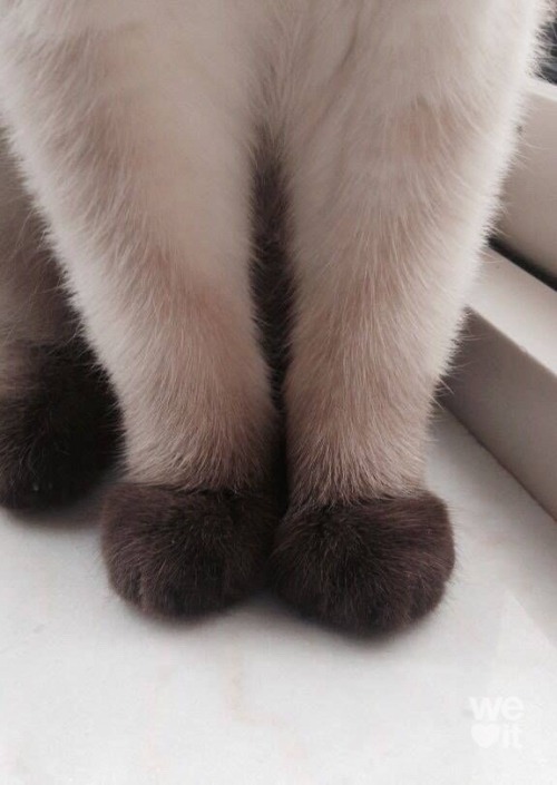 kitty