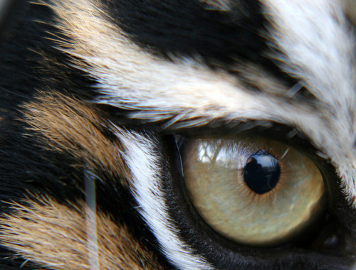 FlickrBigCats mywinners animal theo kruse