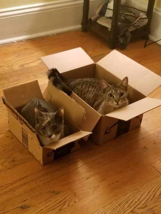 They enjoy being in their boxes Source: leti0124 on catpictures.