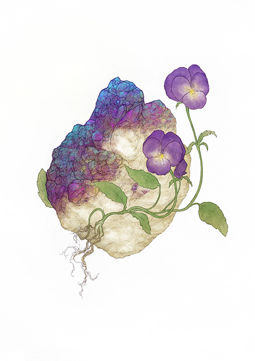 lunariagold:Botanical, mineral, nature illustrations sets…...