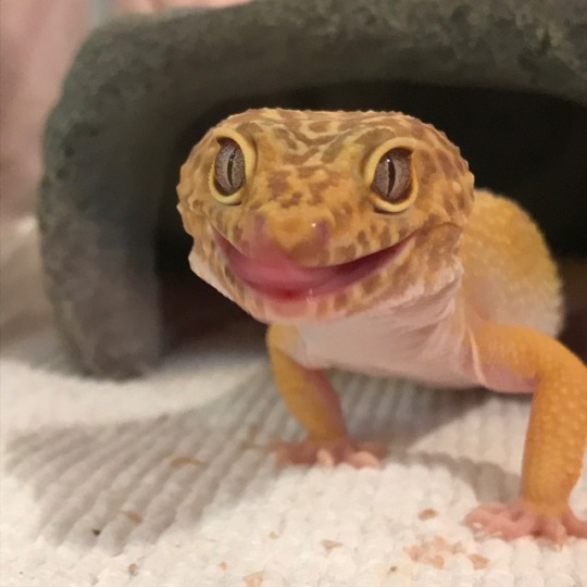 leopard gecko on Tumblr