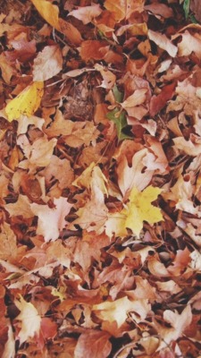 Fall Wallpaper Tumblr