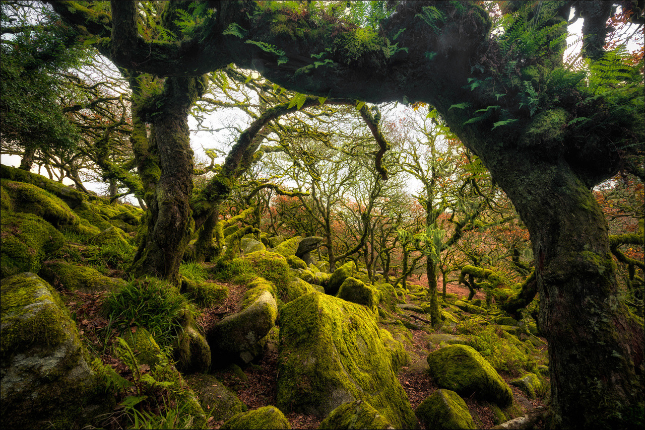 Wistman's Wood Dartmoor