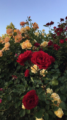 Red Rose Wallpaper Tumblr