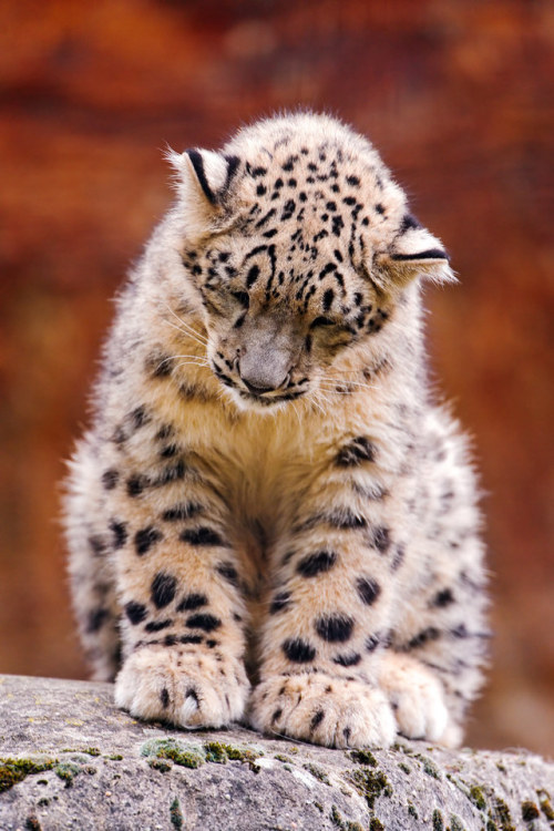 funkysafari:Sleepy snow leopard cub by Tambako the Jaguar