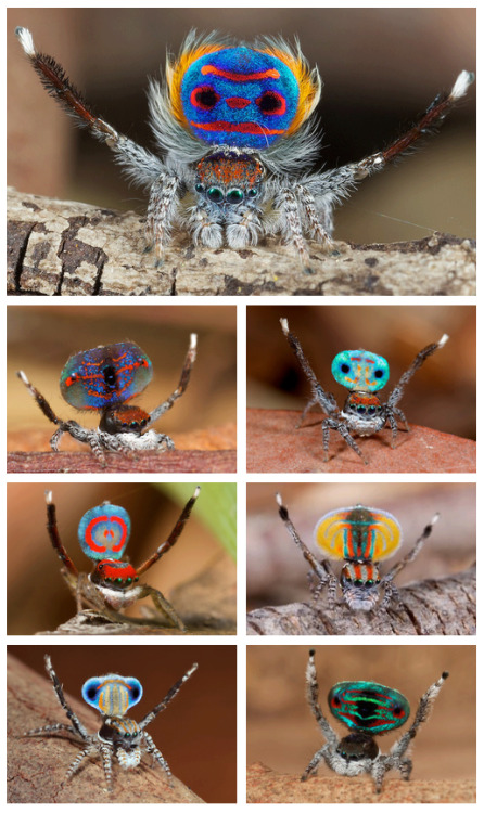 frolickingwithflowers:peacock spidermaratus volans