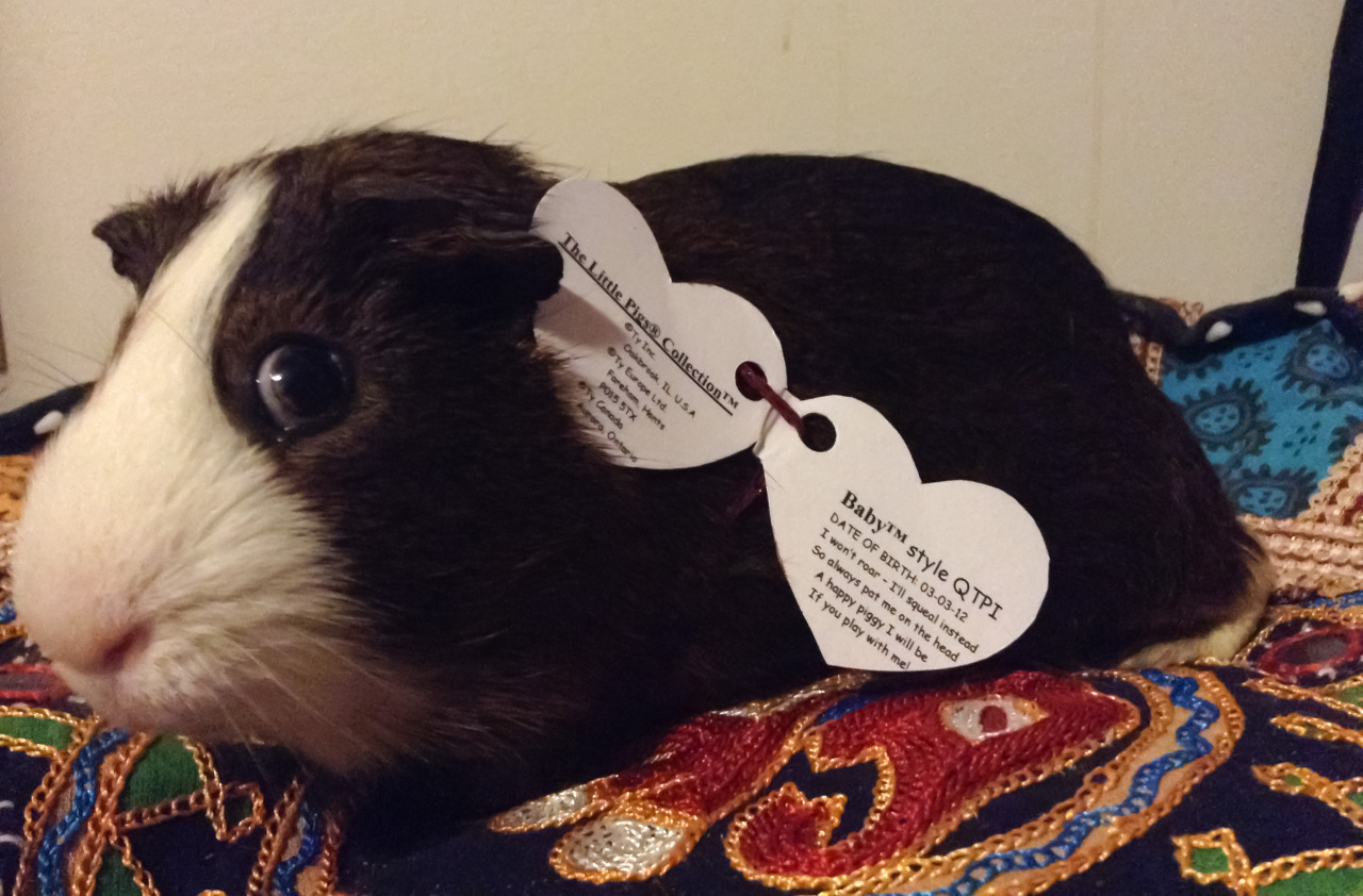 guinea pig beanie baby