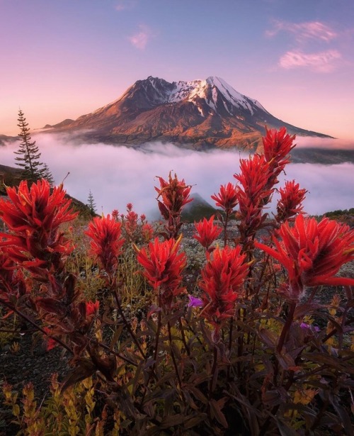 artofvizuals:steveschwindt x Mount St. Helens