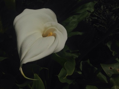 nbeb:Calla-fornia. Calla Lily, San Diego.