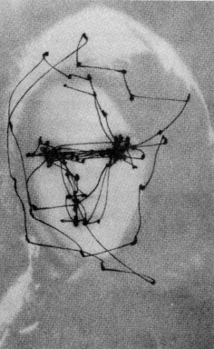 saccade map of a human face