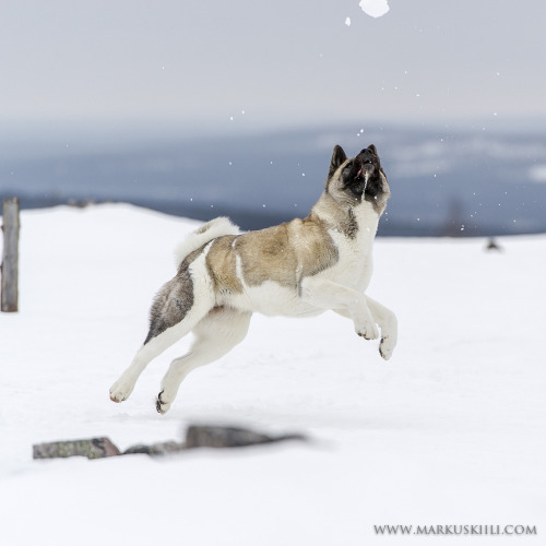 twocorndogs:American Akita by Markus Kiili