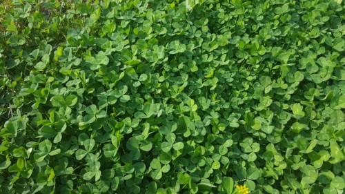 clovers clover and my overgrown grass lots of clovers kat chat photography