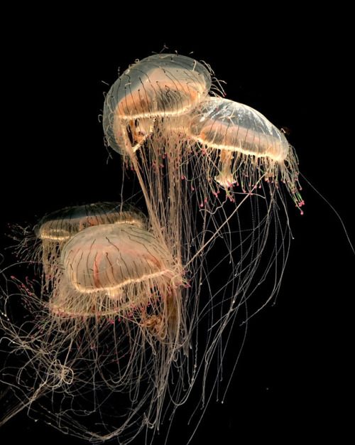 Jellyfish Flower Hat Jellyfish Glow Animals Jellies Vertical f