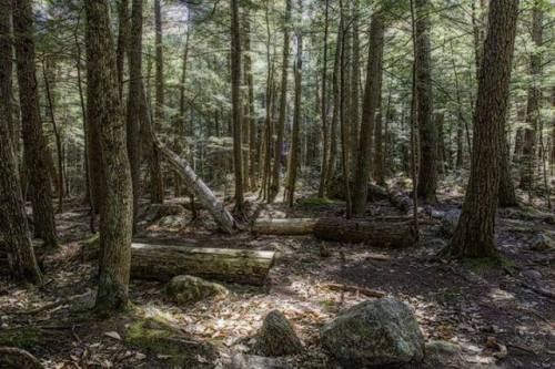 drubopwoodland