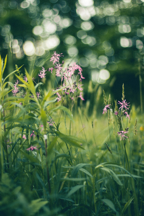rabbitinthemeadow