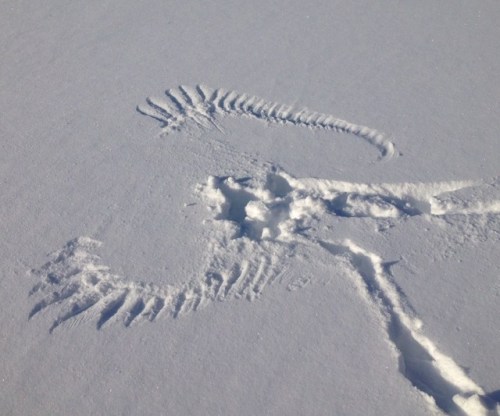 americasgreatoutdoors:On a blank canvas of fresh snow, nature...