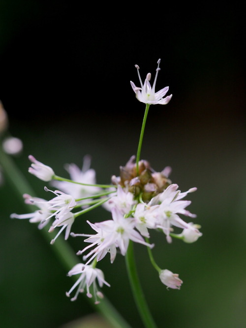 allium flower Tumblr