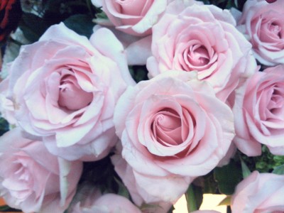 12 Bunga  Mawar  Merah Tumblr  Gambar  Bunga  Indah