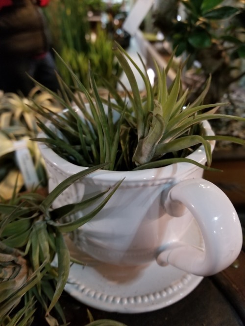 Mar 17, 2018 - Baby tillandsia at the National Home Show/Canada...