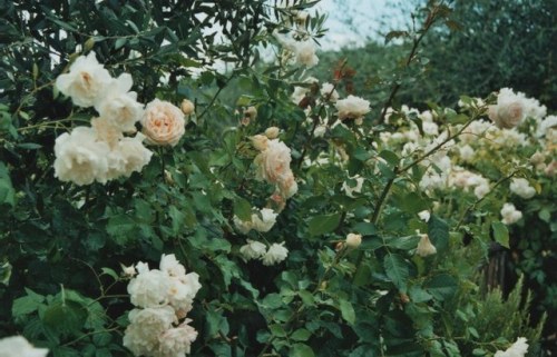 eyeleaves:the beast’s rose garden by silver_neon on Flickr