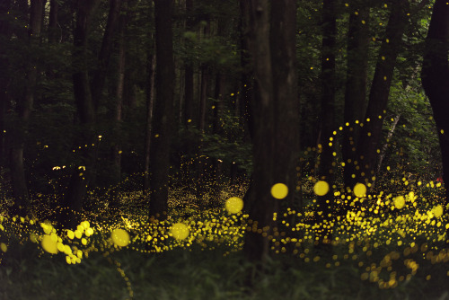 landscape-photo-graphy:Gold Fireflies Dance Through Japanese...