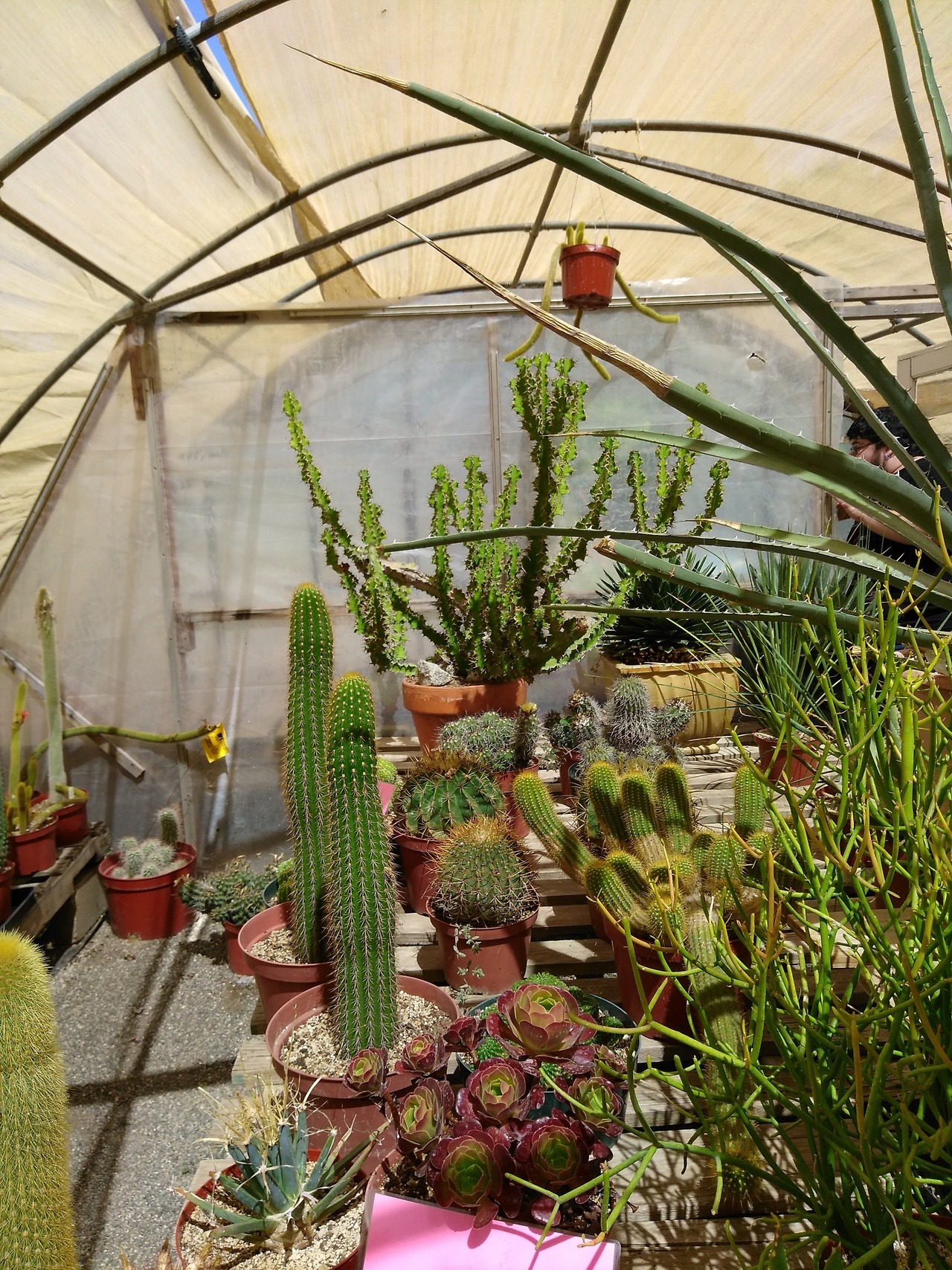 PvnkBvby_ — minty-succulents: Greenhouse cactus aesthetic. 😍🌵...