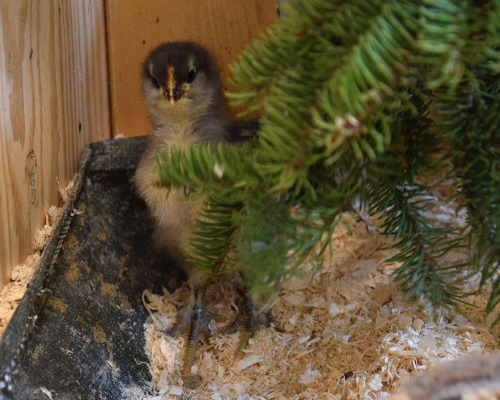 chickens-and-muscovyducks