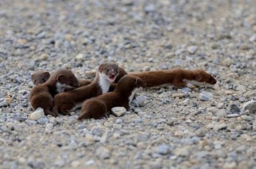 fatass-mcnotits:a group of weasels can be called a...